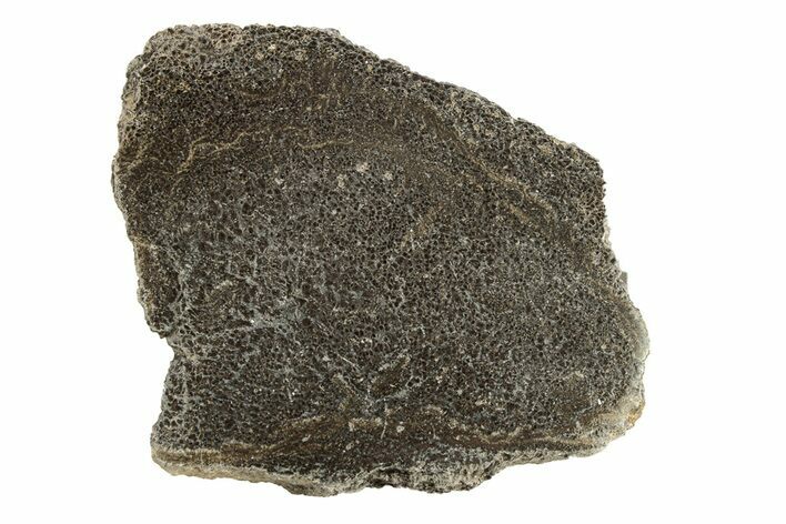 Polished Dinosaur Bone (Gembone) Slab - Morocco #271430